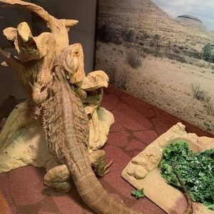 Meet your Posher, Lois